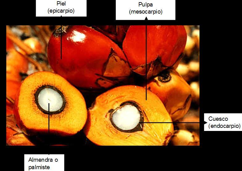 2. Características del aceite de palma alto oleico El aceite de palma se extrae del mesocarpio del fruto, que es la pulpa de color naranja intermedia entre la piel (epicarpio) y el cuesco
