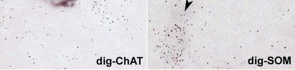 No encontramos coexpresión del CB 1 con interneuronas somatostatina o ChAT. Figura 16.