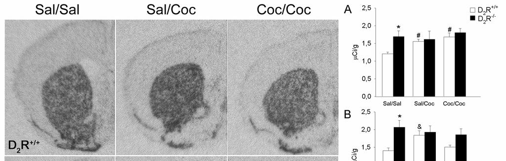 Resultados 5.5. La inactivación del receptor D2 aumenta la expresión basal de encefalina en el estriado, pero no la inducida por cocaína: Estudio en ratones D2R-/-.