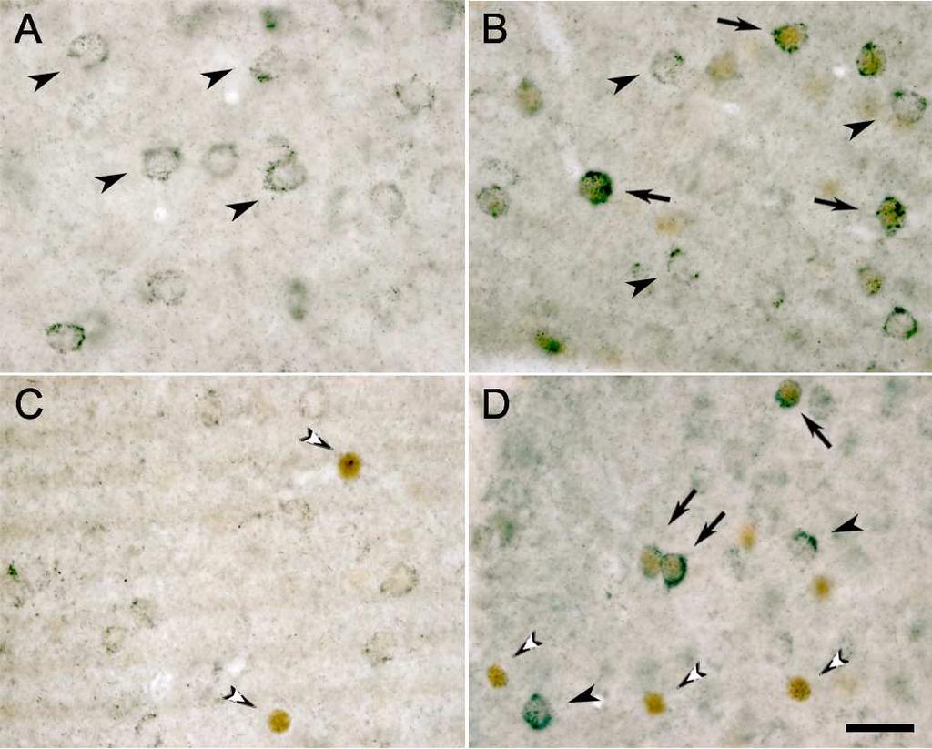 Resultados Figura 37 (A-D). El tratamiento con cocaína indujo la expresión de c-fos en neuronas dinorfinapositivas.