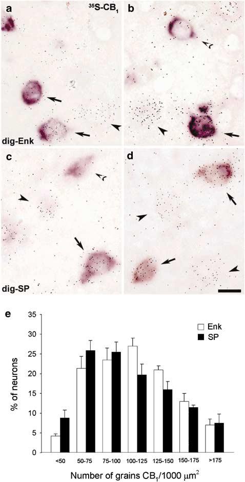 Dopamine D 1 and cannabinoid CB 1 receptor interactions AB Martín et al 1671 Figure 3 Reverse labeling of Enk and SP cells for the expression of CB 1 receptors to further demonstrate that CB 1