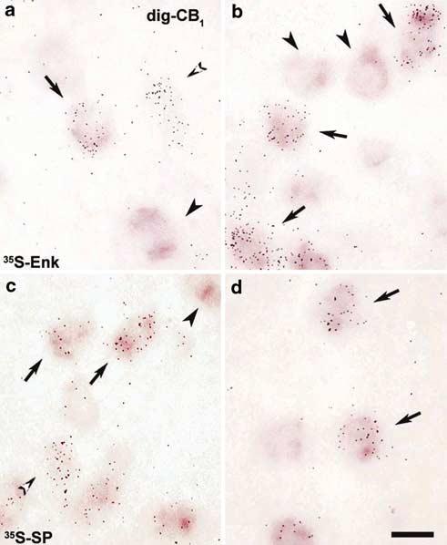 Double in situ hybridization with a digoxigenin-labeled probe for the human CB 1 receptor (detected by a blackish precipitate) and 35 S-labeled riboprobes to detect Enk and SP (silver grains).