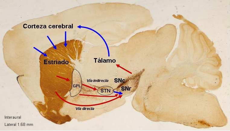 Introducción Figura 2. Conexiones del estriado. Sección sagital de cerebro de ratón teñida con el anticuerpo tirosina hidroxilasa.