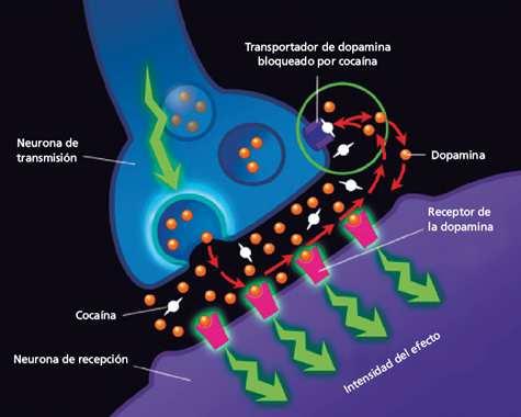 Introducción Figura 4. Mecanismo de acción de los psicoestimulantes anfetamina y cocaína. Ambos aumentan la disponibilidad de dopamina (DA) y otras aminas biógenas en la hendidura sináptica.