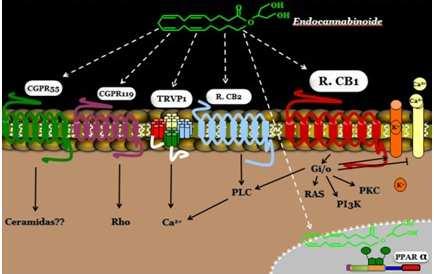 Introducción Figura 6. Receptores cannabinoides y sus respectivas vías de señalización.