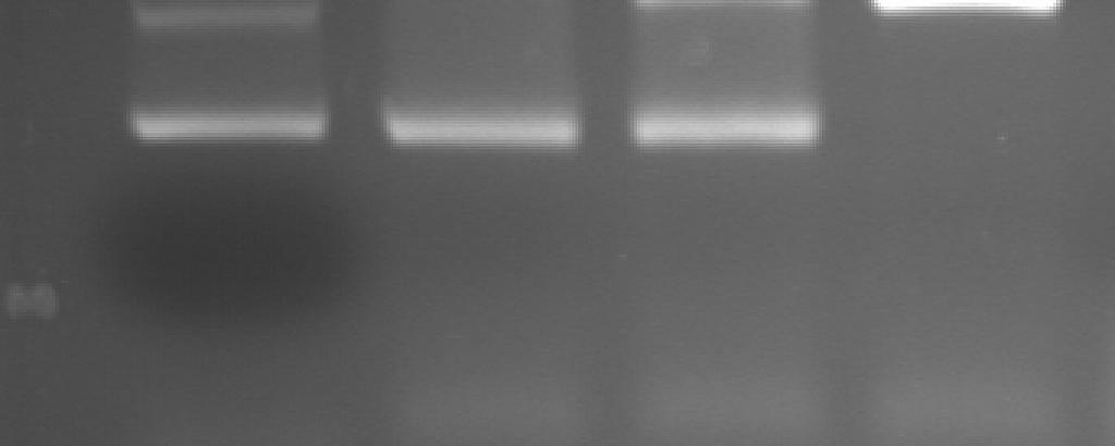 Finalmente, observamos las bandas de ADN separadas en el gel de agarosa. De esta forma, se diferenció entre ratones WT y KO con el siguiente criterio: si aparece una única banda a 3.