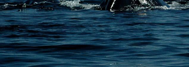 En dos días de poco viento, tomamos unas 3.000 fotografías de todas las ballenas avistadas en los Golfos Nuevo y San José.