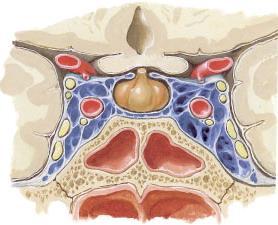 Anatomia de la Glandula