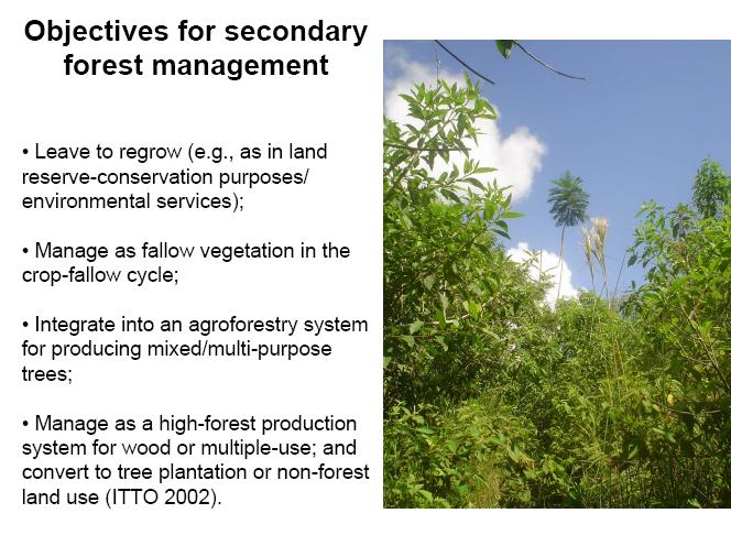 Objetivos para el manejo de bosques secundarios Dejar regenerar y crecer (reserva-conservación/ servicios ambientales) Manejar como vegetación barbecho en ciclo de