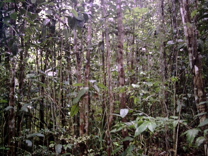 Importancia de los bosques secundarios *Servicios Ambientales: Fijación de carbono