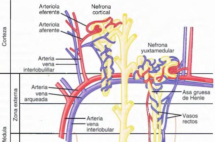 La mácula densa es importante para controlar la función de la nefrona. Luego la mácula densa el líquido entra en el túbulo distal en la corteza renal.