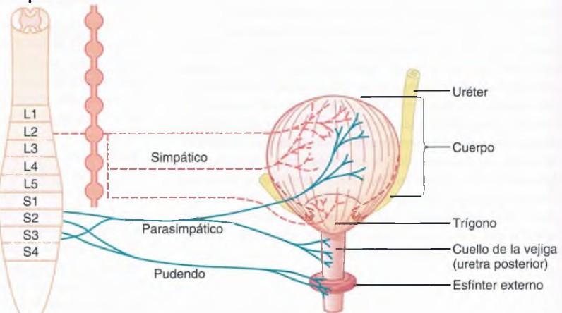 Fibras motoras somáticas llegan a través del nervio pudendo hasta el esfínter vesical externo.
