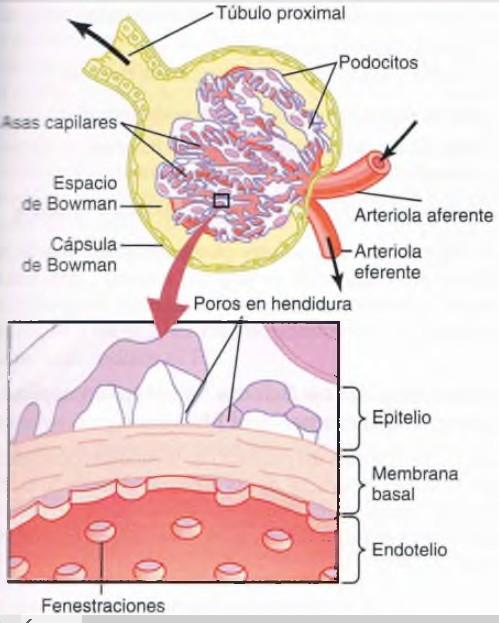 El endotelio capilar contiene fenestraciones La membrana basal evita la filtración de proteínas, debido a las cargas eléctricas negativas fuertes de los proteoglicanos.
