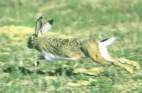 alimenticios. Estos se localizaron en Peguerinos (Dehesa de La Cepeda) y en la Reserva Natural Valle de Iruelas (El Barraco). Por otro lado, se llevó a cabo una repoblación de conejo silvestre.