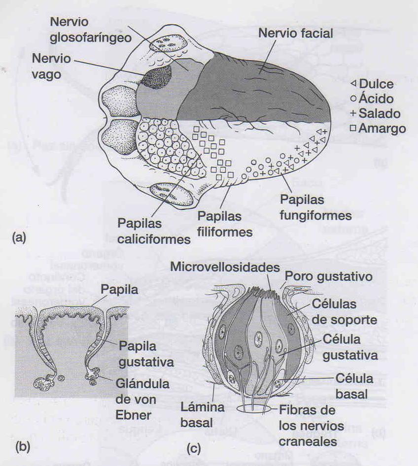 VI. Anexos: Figura. Quimiorreceptores de la boca. (a) Distribución de las papilas gustativas en la lengua.