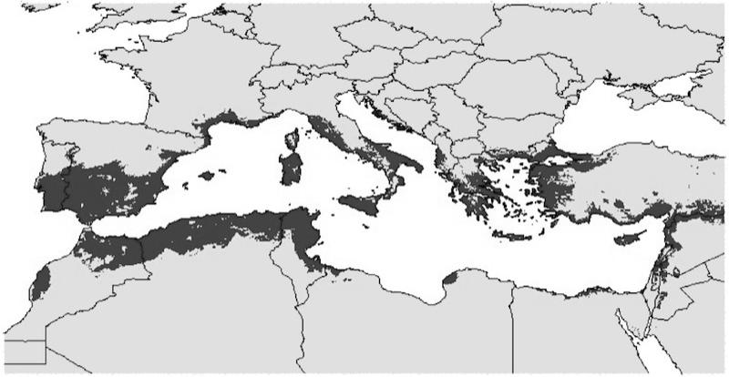Distribución del olivo Bioindicador mediterráneo 19 Filogeografía: El nuevo