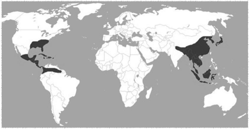 Disyunción a escala mundial Área disyunta de los magnolios (gen. Magnolia) - Univ.