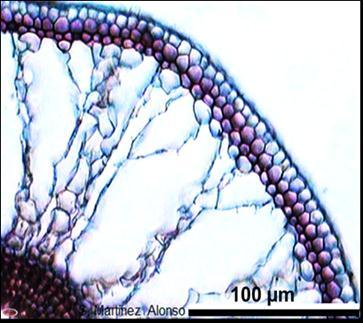 Imagen del corte transversal de la raíz de grama Chloris sp. (Poaceae), mostrando las grandes lagunas en el parénquima cortical.