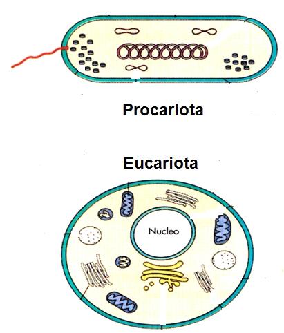 CLASIFICACIÓN de las células microbianas (por su estructura celular) 1.