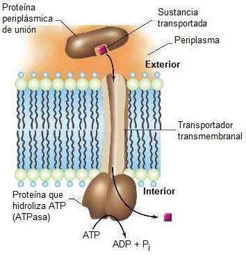 Sistema de transporte ABC (ATP-binding cassette) -Alta afinidad por sustrato: hasta10-6 M!