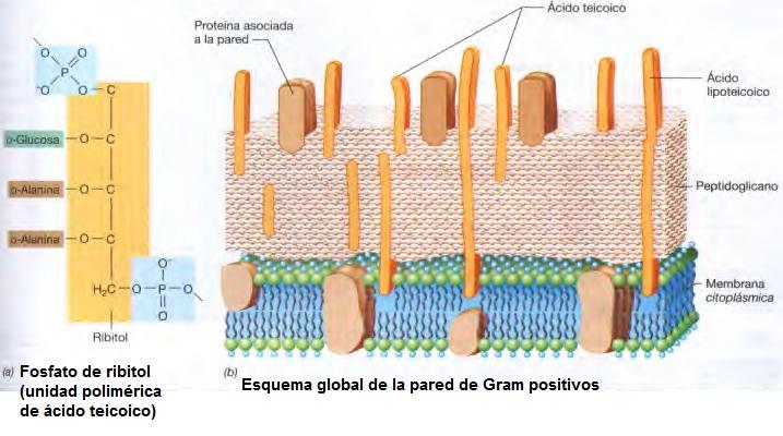 PARED CELULAR DE BACTERIAS GRAM-POSITIVAS 90 % de PG Ácidos teicoicos: polisacáridos ácidos o polialcoholes cargados negativamente (glicerolfosfato o ribitolfosfato), se