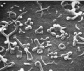 Células naturalmente sin paredes: -Mycoplasma: bacterias que tienen formas extremadamente variables ya que no tienen pared celular rígida.