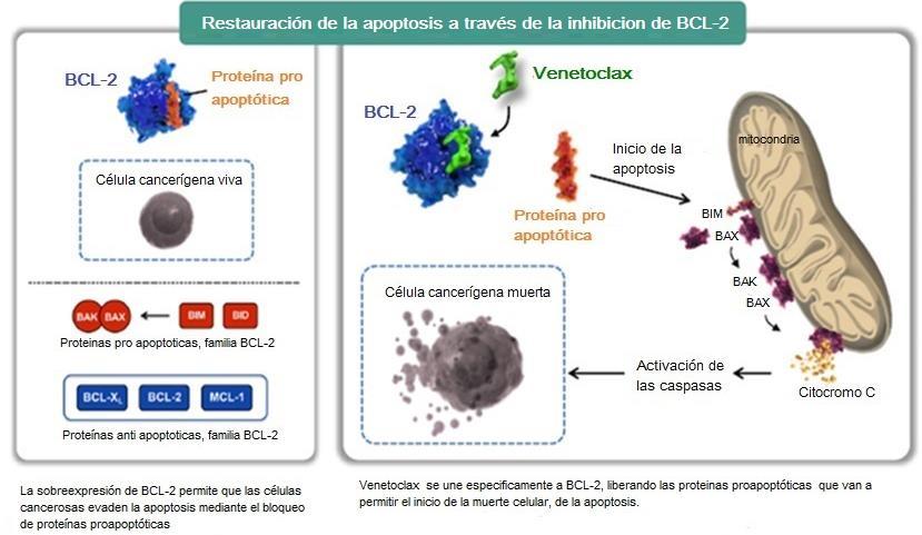 sobreexpresión de BCL-2 demuestra que las células tumorales de LLC tienen mayor supervivencia y además está asociado a resistencia a quimioterapia.