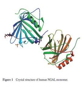 NGAL Se identificó originalmente como una proteína aislada de los gránulos de los neutrófilos humanos Consiste en una sola cadena polipeptídica de 178 residuos de aminoácidos con una masa