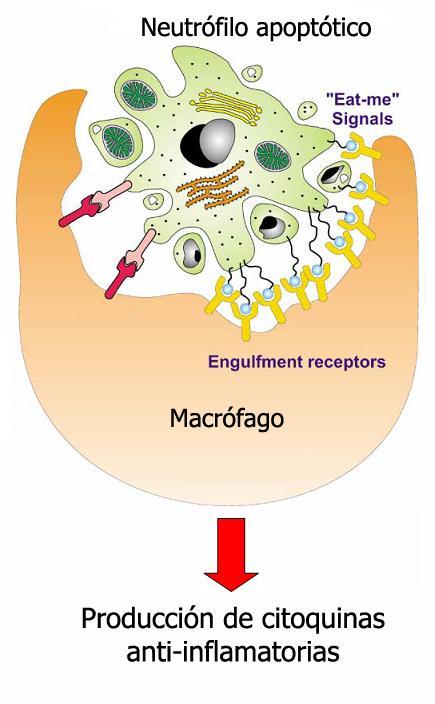 Otra función del macrófagos