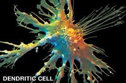 Activan linfocitos T naive poniendo en marcha la inmunidad adaptativa Decodifican