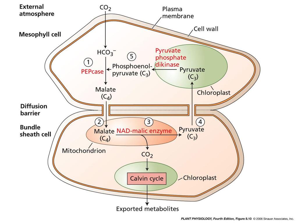 El ciclo C 4 de fijación de CO 2 estoma abierto célula del mesófilo La primera molécula producida por la fijación de CO 2 es de 4 carbonos cloroplasto con FS2 (