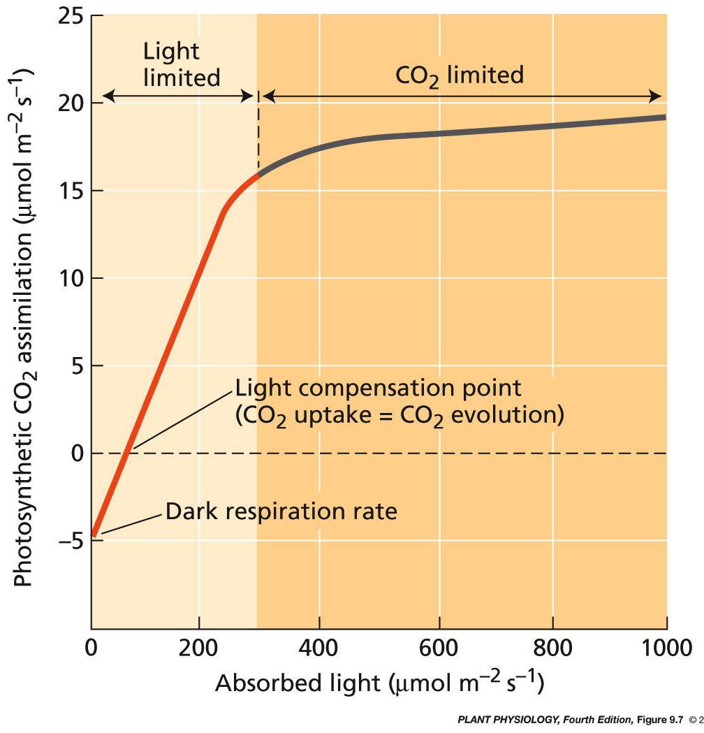 Luz como factor limitante y punto de compensación lumínico Respuesta a cambios en la intensidad de luz Punto de compensación Fotosíntesis neta = 0 V asimilación