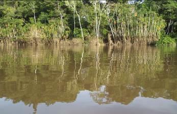 a crecer de lento a moderado. El río Napo, durante el mes de enero, presento un régimen hídrico descendente hasta finales del mes, con una variación de 3.35 metros, entre el nivel máximo y mínimo.