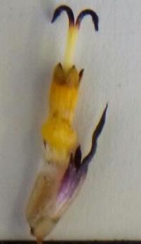 Vista frontal de la flor tubular Estigma Corola