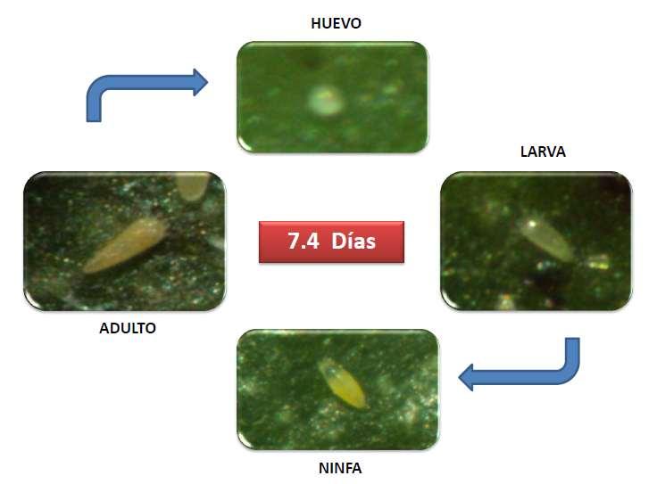 Ciclo de vida BIOLOGIA DE PHYLLOCOPTRUTA OLEIVORA De