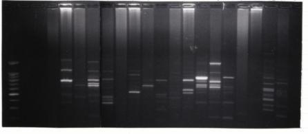 15 3.9.2 Análisis de los datos RAPD Se contabilizaron las bandas que coincidían con las bandas de la escalera de ADN en cada planta, como presencia (1) y ausencia (0) para construir una matriz.