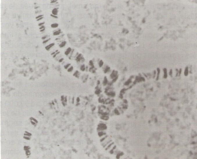 durante el período larvario, no se daba la apariencia típica descrita durante la metafase, sino que los cromosomas aparecían como estructuras enormemente largas y tras aplicar un determinado