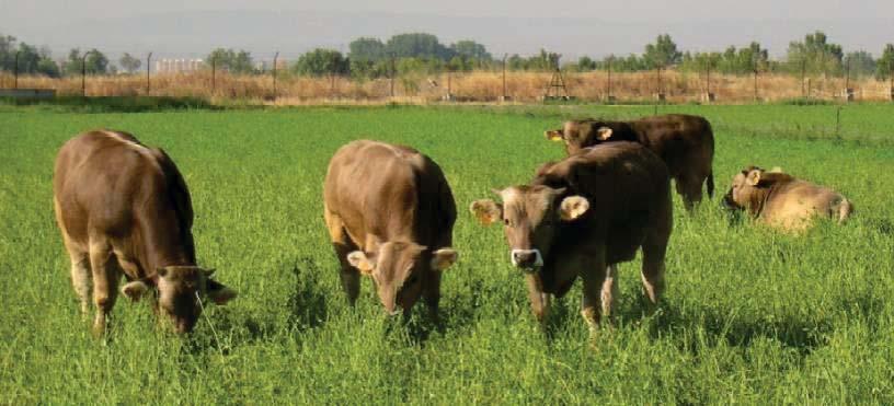 Oportunidad del cebo en alfalfa - Económica - Diferenciación de los