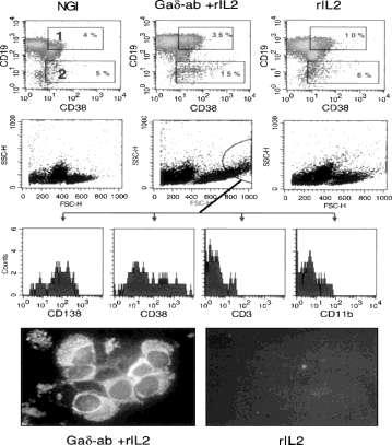 Diferenciación plasmocelular en LLC/LL La señalización de la Ig está conservada en las células B de