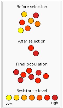 La sección intermedia muestra la población justo después de la exposición, la fase en la que tiene lugar la selección.