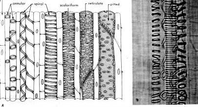 En el diagrama de arriba se muestran paredes secundarias anulares (en forma de anillos), espiraladas, escalariformes,