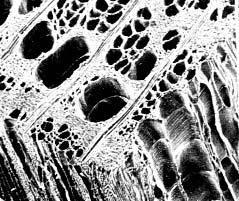 asos (corte transersal) Reconoces el tipo de microscopía?