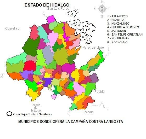 SITUACIÓN FITOSANITARIA Actualmente en el Estado de Hidalgo la plaga de langosta se mantiene con estatus bajo control fitosanitario en los municipios de Atlapexco, Huautla, Huazalingo, Huejutla de