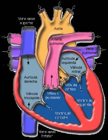 El corazón El sistema cardiovascular está formado por dos componentes