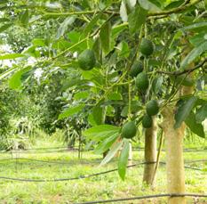 AGUACATE Nombre científico Persea americana Mill El árbol del aguacate es frondoso y de hoja perenne; tiene una floración muy generosa que cuaja en fruto en un porcentaje muy alto.