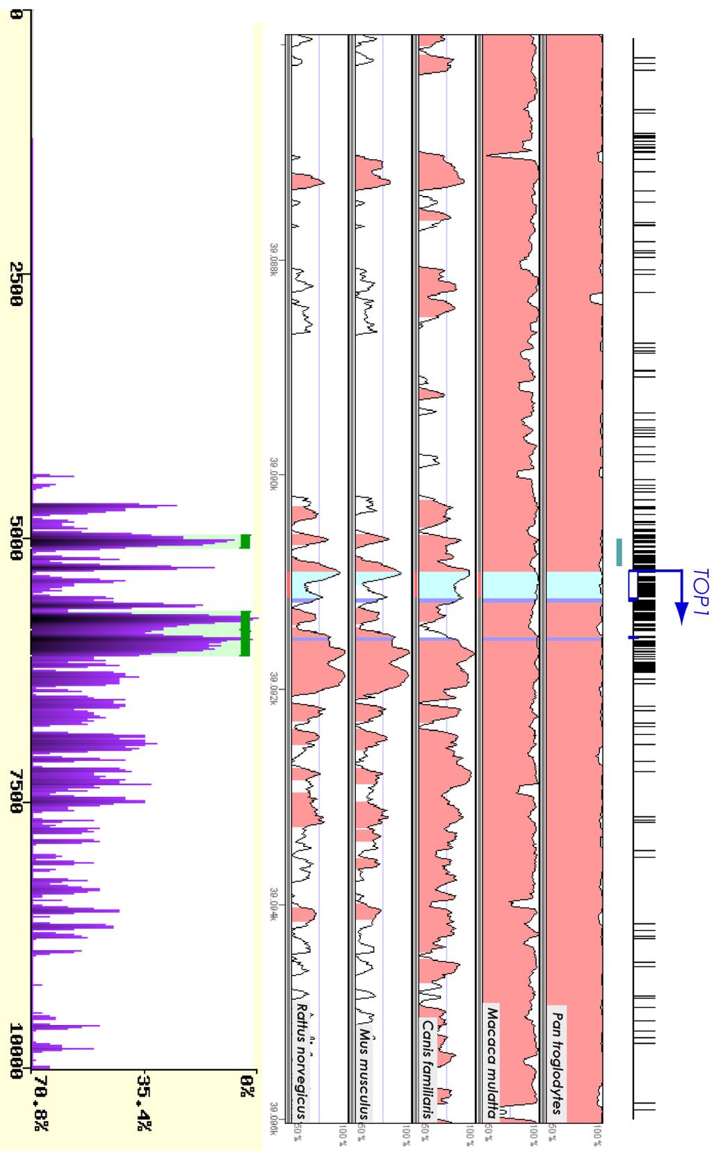 Figura 8. Análisis de conservación filogenética de ORIs asociados a islas CpG en el genoma de mamíferos. Análisis de la conservación filogenética del ORI asociado al gen TOP1.