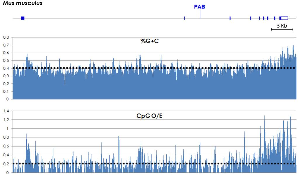 A. B. C. Figura 41. Contenido en G+C y ratio CpG O/E del gen Fxy.