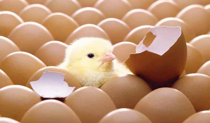 60 N 66-2013 N 66-2013 61 Manejo adecuado del huevo incubable El manejo óptimo de los huevos resultará en un incremento en los kilogramos de carne para la venta (...).