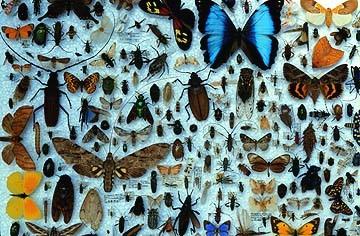 LA MAYOR DIVERSIDAD DE VIDA ACTUAL Biodiversidad Animal l 10% 9% 4% 77% Insectos