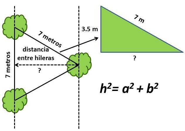 Solución: En primer lugar debemos calcular la distancia entre hileras, ya que la distancia entre árboles sabemos que es de 7 m.